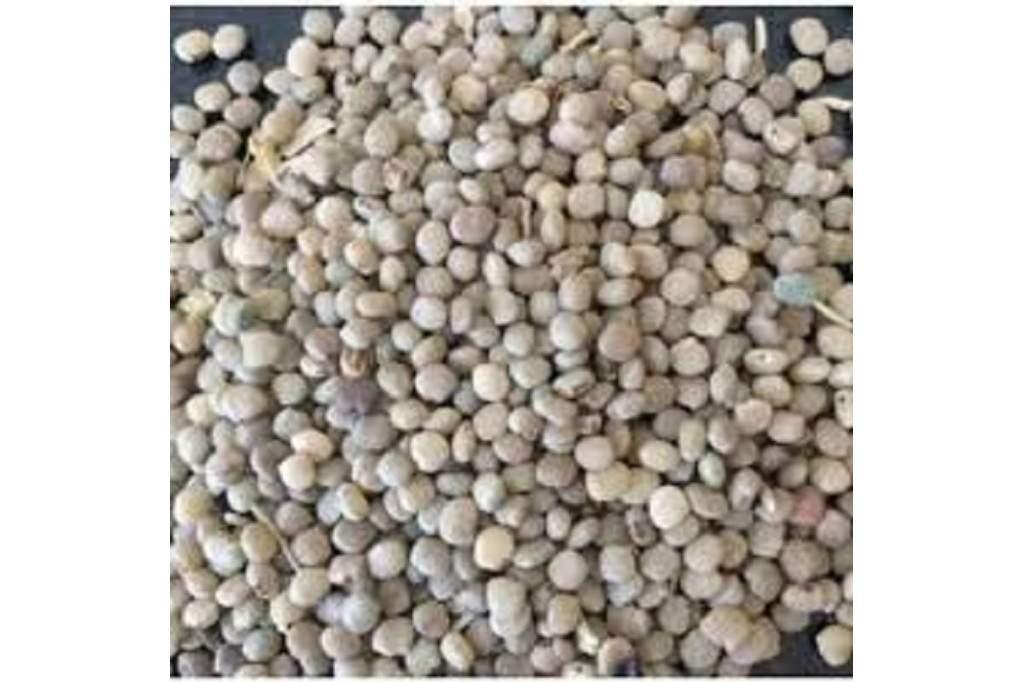 ग्वार मे पिछले लंबे समय से मंदी का दौर छाया हुआ है।